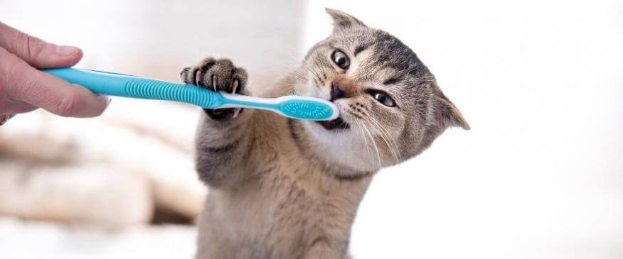 




National Pet Dental Health Month: Caring For Your Cat&#039;s Teeth


