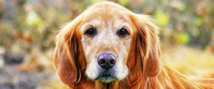 




10 Reasons Senior Doggos Are the Best


