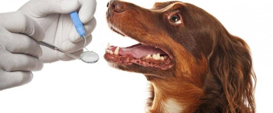 




The 7 Steps to Pet Dental Cleaning For Better Overall Health


