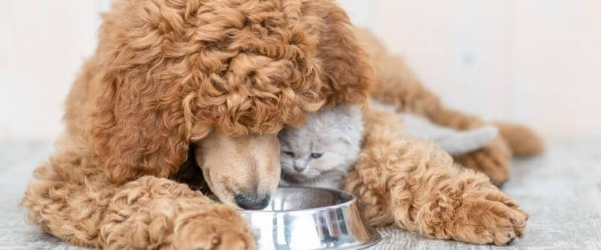 Pet Diabetes Warning Signs to Look for in Your Dogs and Cats