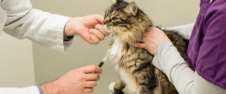




The Guide to and Benefits of Pet Insurance


