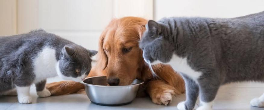 




How to Make the Best Food Choices for Your Cats and Dogs


