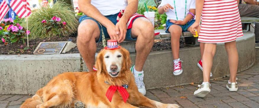 




The Secret to Handling Fraidy Cats and Nervous Doggos This July 4th


