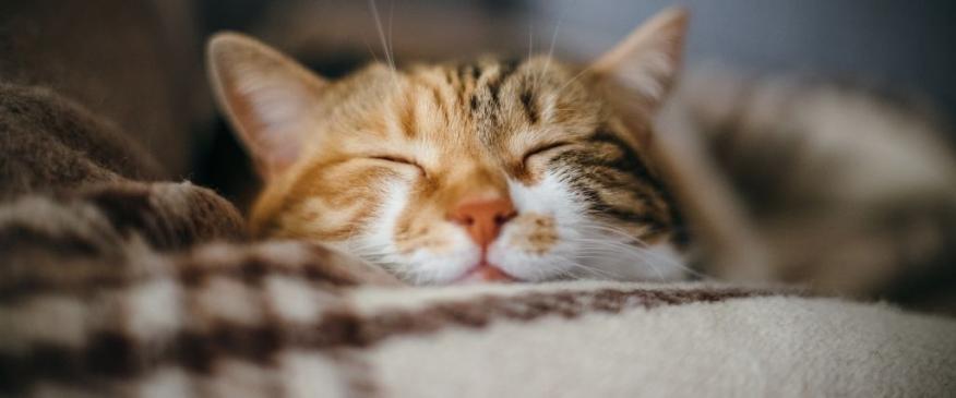 




5 Cat Wellness Tips in Honor of Pet Wellness Month


