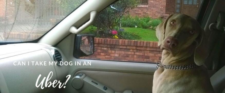 "Can I Take My Dog in an Uber?": Pets &amp; Rideshares or Public Transportation