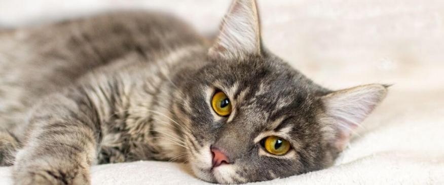 




Can Cat Cancer Be Prevented? To a Certain Extent, Yes, And Here&#039;s How


