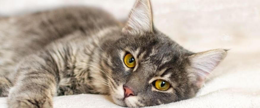 Can Cat Cancer Be Prevented? To a Certain Extent, Yes, And Here's How
