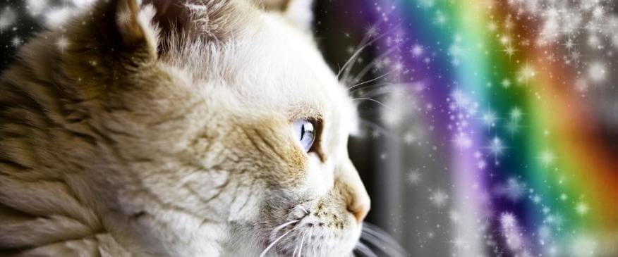 Rainbow Bridge Remembrance Day: What to Know About Euthanasia