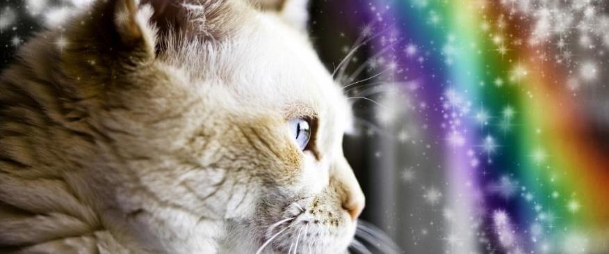 




Rainbow Bridge Remembrance Day: What to Know About Euthanasia


