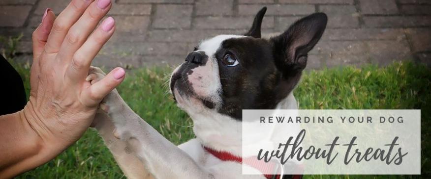 




Rewarding Your Dog Without Treats


