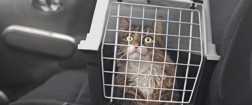 




The Secret to Stress-Free Car Rides With Your Kitty Cat


