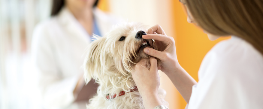 




The Truth About Why Veterinary Dental Care For Your Dog is So Critical


