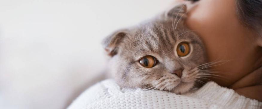 




7 Ways to Tell If Your Cat is in Pain - Some May Surprise You!


