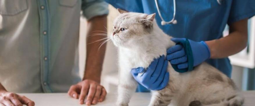 




The Secret to Stress-Free Veterinary Visits With Your Cat


