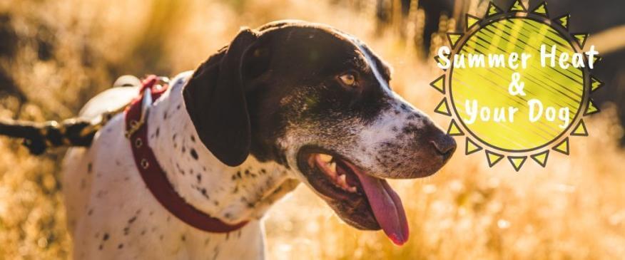 Summer Heat and Your Dog