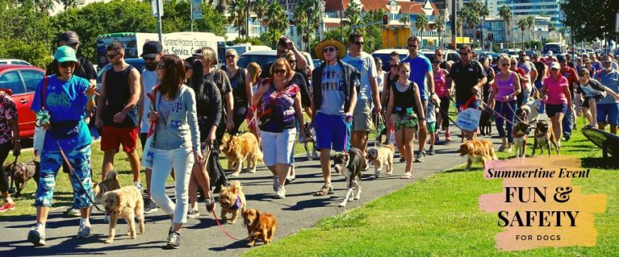 




Summertime Fun: Tips for Keeping Your Dog Safe and Happy at Outdoor Events


