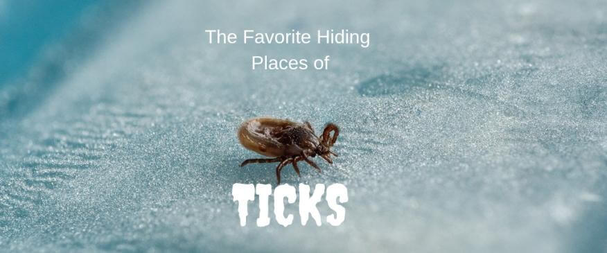The Favorite Hiding Places of Ticks
