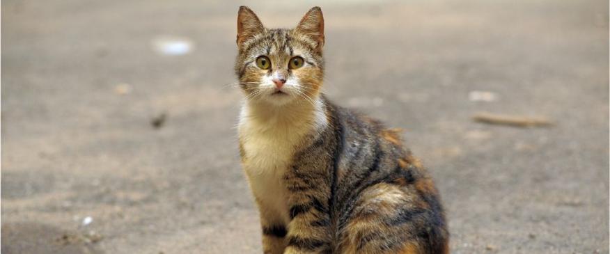 




5 Tips For Finding Your Lost Cat and How to Prevent This Tragedy


