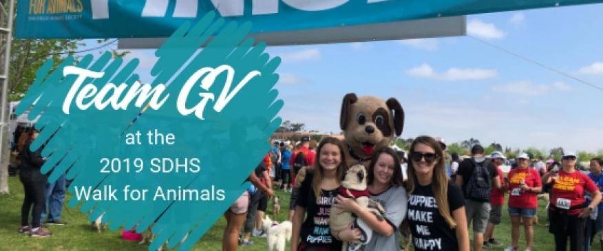 Feet And Paws For A Great Cause: Team GeniusVets At The 2019 San Diego Humane Society Walk For Animals
