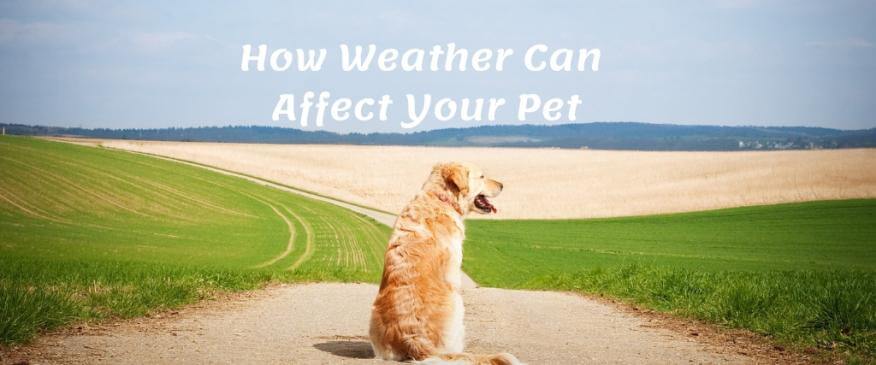 




How Can the Weather Affect Your Pet?


