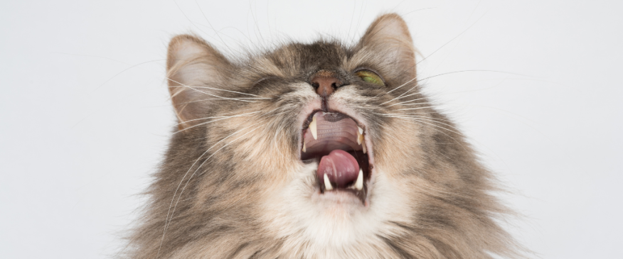 




When to take a sneezing cat to the vet


