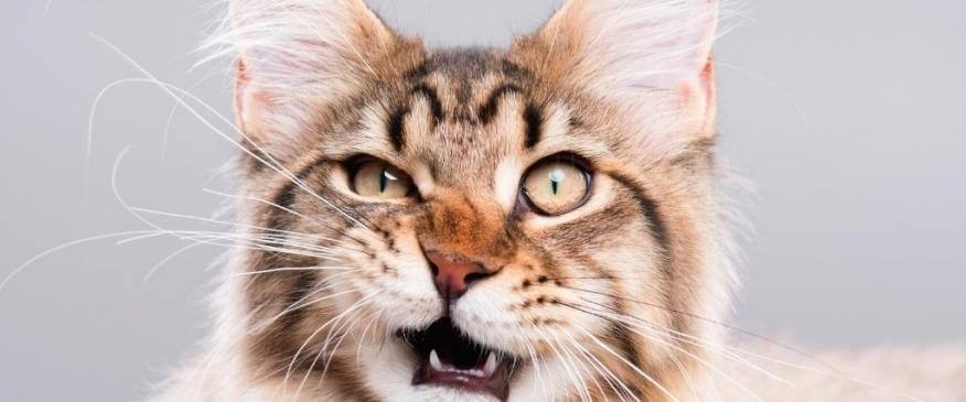 




12 Wonky Cat Behaviors and the Curious Reasons Behind Them


