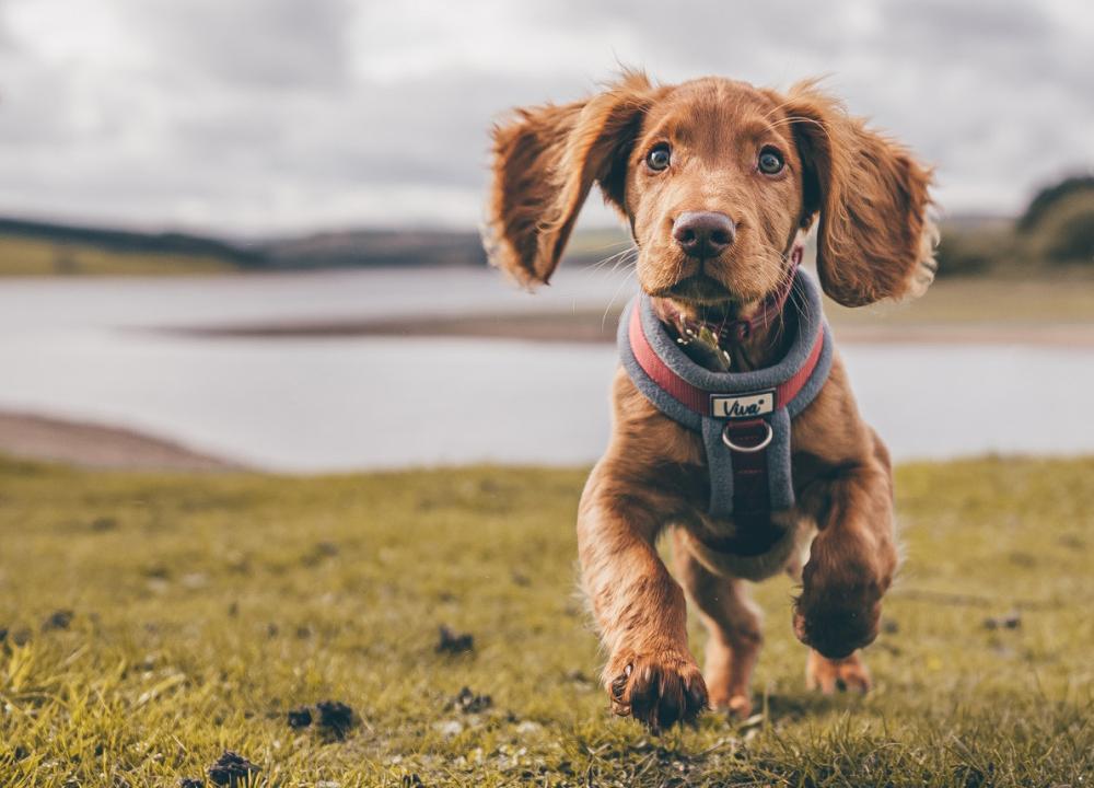 Lucca Veterinary Data Security for Veterinary Practices