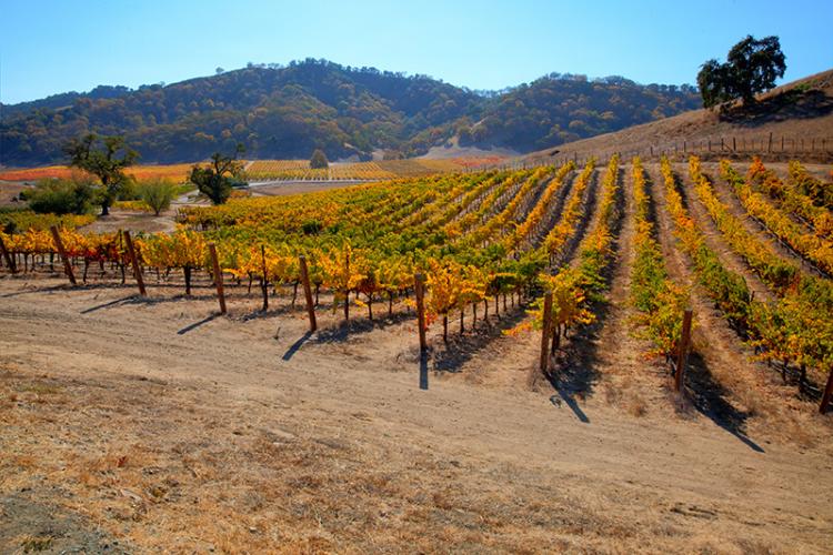 Vets Near Santa Clara California