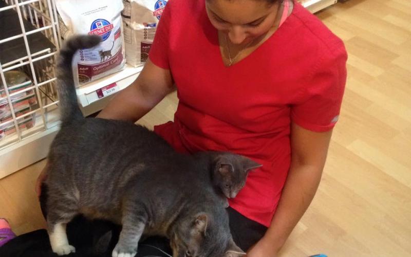 Find Pet Care Information and Veterinarians in Indian-spring-estates,  Florida