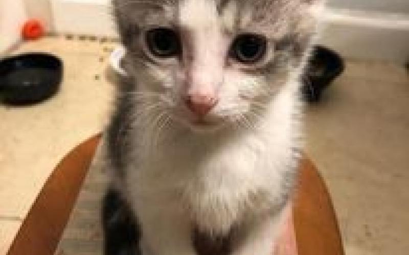 Find Pet Care Information and Veterinarians in Bellaire, Texas Find Pet Care Information and Veterinarians in Bellaire, Texas
