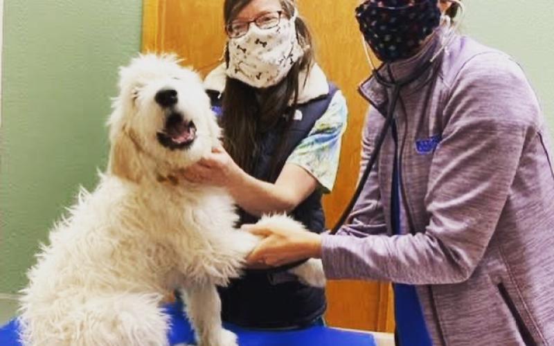 Find Pet Care Information and Veterinarians in Gold-hill, Colorado Find Pet Care Information and Veterinarians in Gold-hill, Colorado