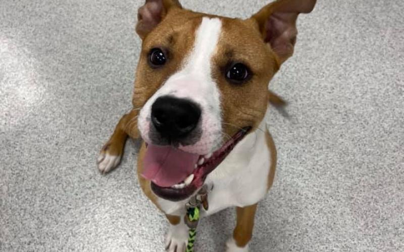 park animal hospital chicago