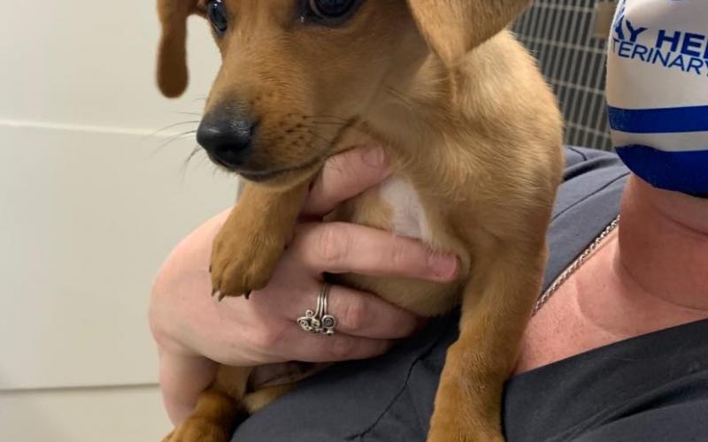 Find Pet Care Information and Veterinarians in Mulberry, Ohio Find Pet Care Information and Veterinarians in Mulberry, Ohio