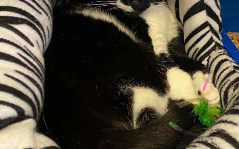 Find Pet Care Information and Veterinarians in Linwood, Massachusetts Find Pet Care Information and Veterinarians in Linwood, Massachusetts