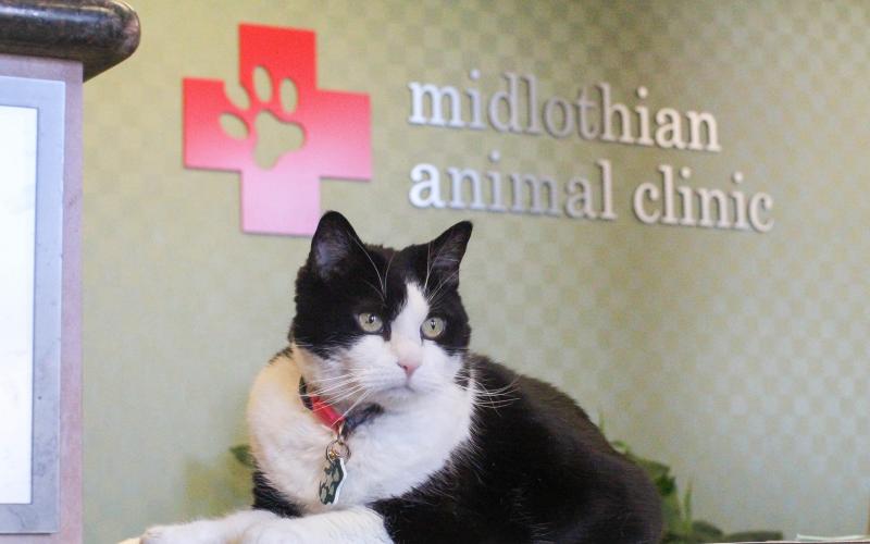 nova cat clinic arlington va 22203