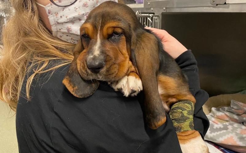 shiloh animal hospital york pa