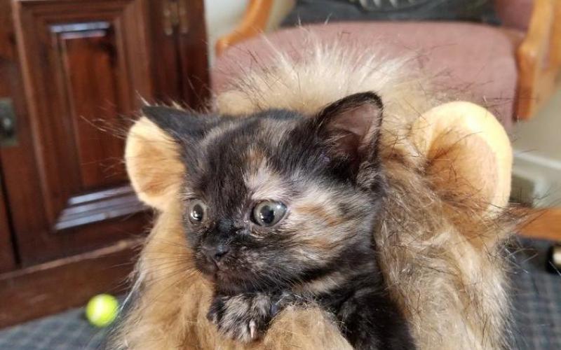 Find Pet Care Information and Veterinarians in Martinez, California Find Pet Care Information and Veterinarians in Martinez, California