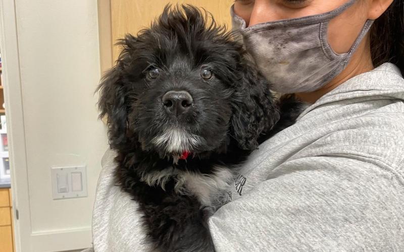 Alderwood animal hospital top