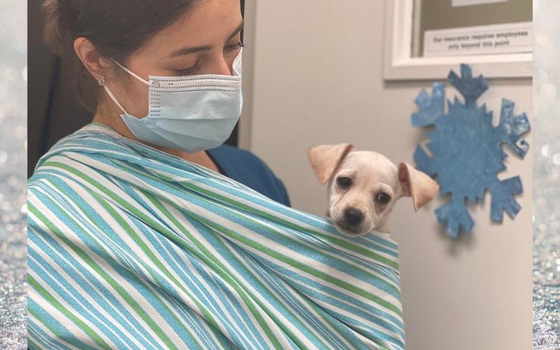 Find Pet Care Information And Veterinarians