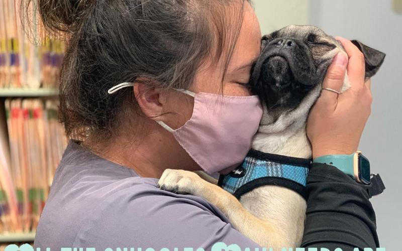 Find Pet Care Information and Veterinarians in Easton, Maryland