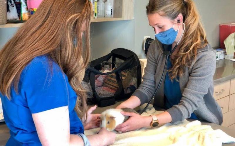 Find Pet Care Information and Veterinarians in Glendale, Colorado