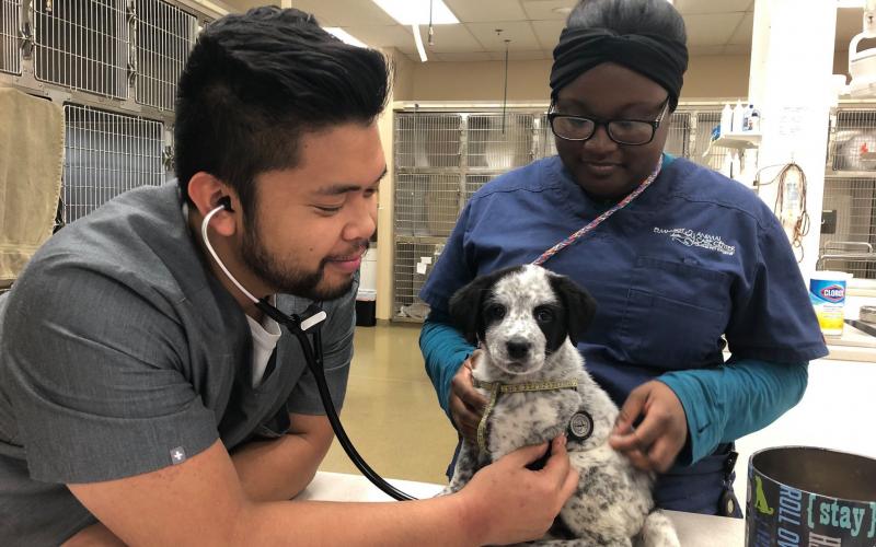 Find Pet Care Information and Veterinarians in Villa-park, Illinois Find Pet Care Information and Veterinarians in Villa-park, Illinois