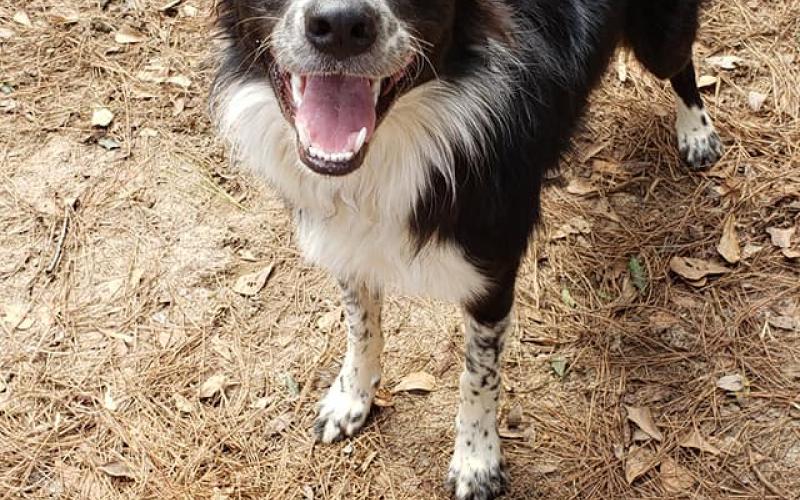 Find Pet Care Information and Veterinarians in Bridle-path-acres, Florida Find Pet Care Information and Veterinarians in Bridle-path-acres, Florida