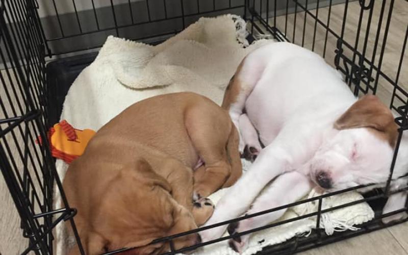 best friends veterinary medical center
