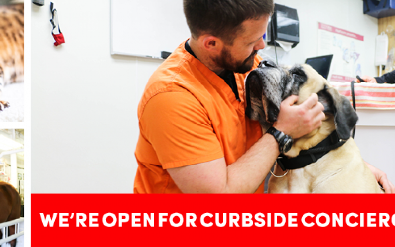 Find Pet Care Information and Veterinarians in Tecumseh, Oklahoma