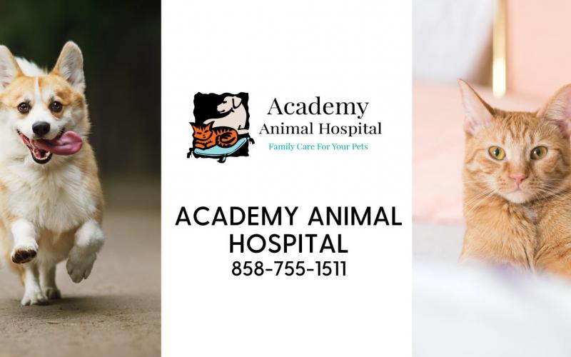 Powellsville pet clinic discount