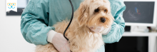 dog cardiology issues and treatment