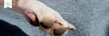 veterinary acupuncture for dogs