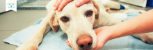 diagnosis and treatment of cancer in dogs