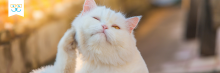 diagnosing and treating cat allergies